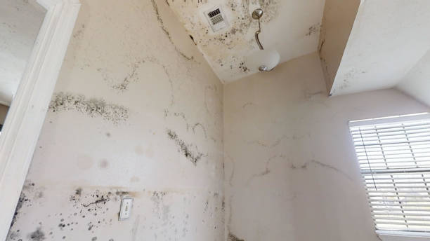 Best Mold Remediation for Vacation Homes  in Shingletown, CA