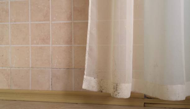 Best Biohazard Mold Removal  in Shingletown, CA