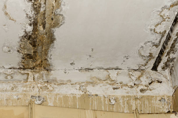 Best Environmental Consulting for Mold Prevention  in Shingletown, CA