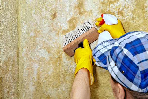 Best Mold Documentation for Insurance Claims  in Shingletown, CA