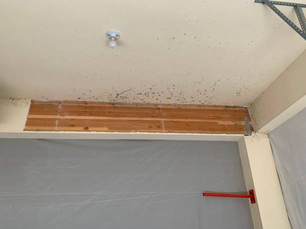 Shingletown, CA Mold Removal Pros