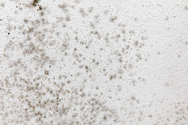 Best Attic Mold Removal  in Shingletown, CA