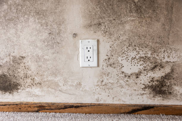 Best Mold Prevention Services  in Shingletown, CA