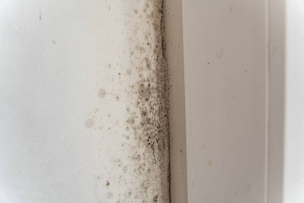 Best Residential Mold Inspection & Testing  in Shingletown, CA